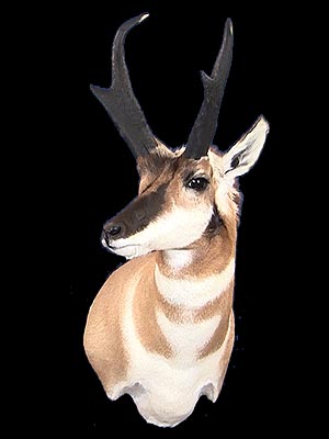 Taxidermy Classes - Taxidermy Videos teaching Antelope Taxidermy