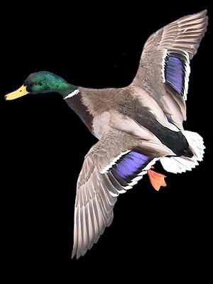 Duck Taxidermy Classes - Duck Taxidermy Video