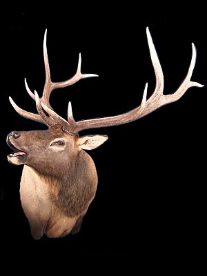 Taxidermy Classes - Taxidermy Videos teaching Elk Taxidermy online and on video