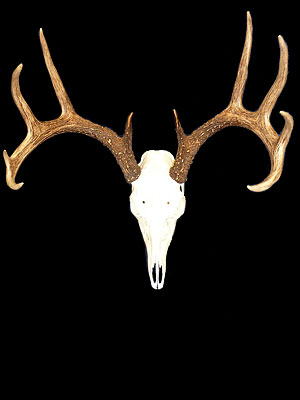 European Mounts and Rack Mounts - Training DVD 