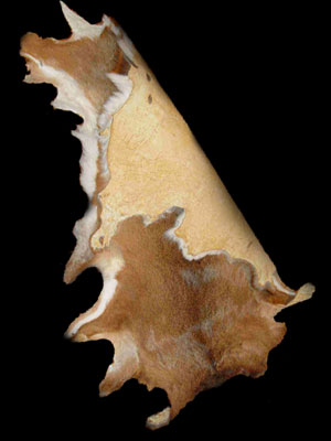 European Mounts and Rack Mounts - Training DVD 