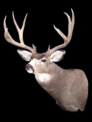 Taxidermy Classes - Taxidermy Videos for Mule Deer Taxidermy