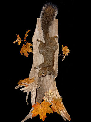 Squirrel Taxidermy Class teaches how to mount a climbing squirrel