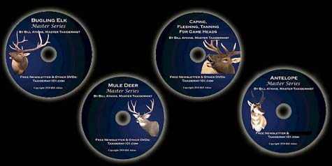 Taxidermy Courses teaching Western Game Taxidermy - Elk, Mule Deer, Antelope and Tanning for Game Heads.