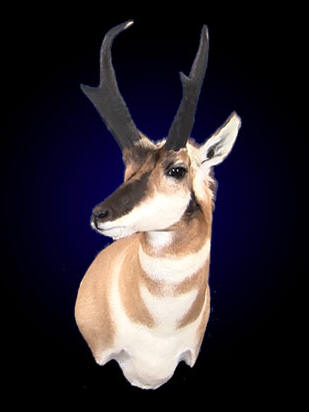 Taxidermy training videos on DVD teaching how to mount Pronghorn Antelope just like a pro taxidermist!