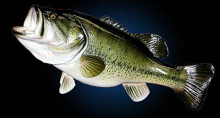 Learn to mount beautiful trophy Bass, Crappie and Perch with our Fish Taxidermy Home School Course