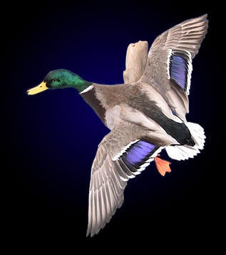 Taxidermy Training DVDs teaching how to mount a flying duck, mallard, but the same techniques can be used on other waterfowl such as Woodduck, Pintail and Bufflehead.