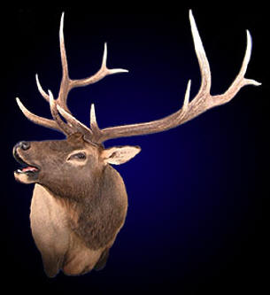 Taxidermy Training DVD teaching how to mount a Bugling Elk just like a pro taxidermist.