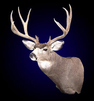 Taxidermy Training videos on DVD teaching how to mount a Mule Deer. This DVD teaches how to prepare, mount and finish a Mule Deer for a professional looking mount.