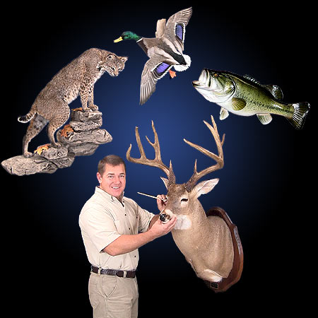 Taxidermy Training DVDs teaching how to mount Whitetail deer, Lifesize Bobcat, Largemouth Bass and Flying Duck from home with our 4-DVD set of Taxidermy Instruction Home School Course