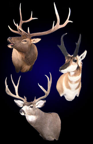 Learn to mount a Bugling Elk, Pronghorn Antelope and Mule Deer with these Taxidermy Training DVDs.  Step by step instruction teaches you how to cape, flesh, tan, mount and finish each animal for a professional result.